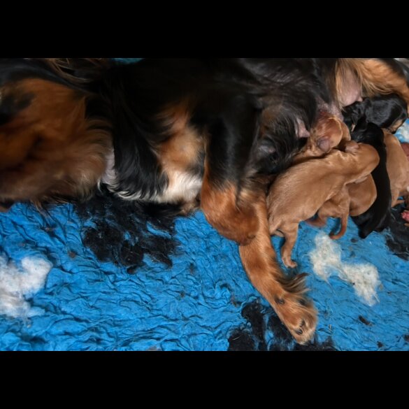 Cavapoo - Both