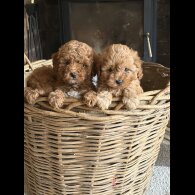 Cavapoo - Both