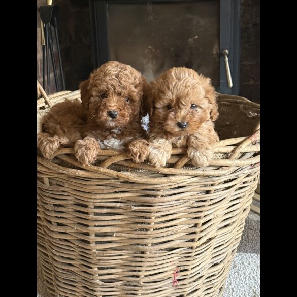 Cavapoo - Both