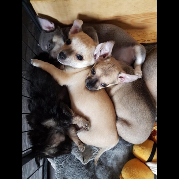 Chihuahua - Both