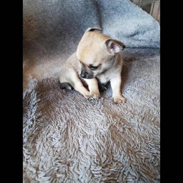 Chihuahua - Both