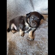 Chihuahua - Both