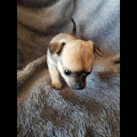 Chihuahua - Both