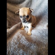 Chihuahua - Both