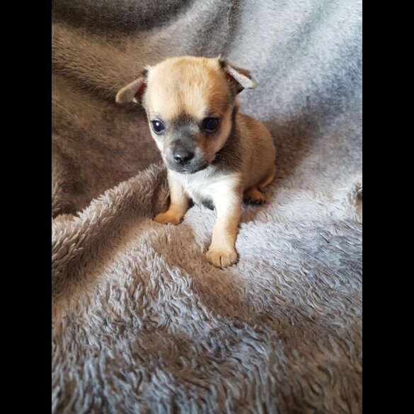 Chihuahua - Both