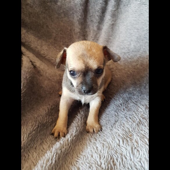 Chihuahua - Both