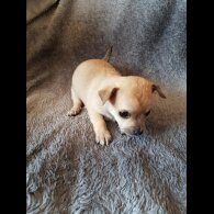 Chihuahua - Both