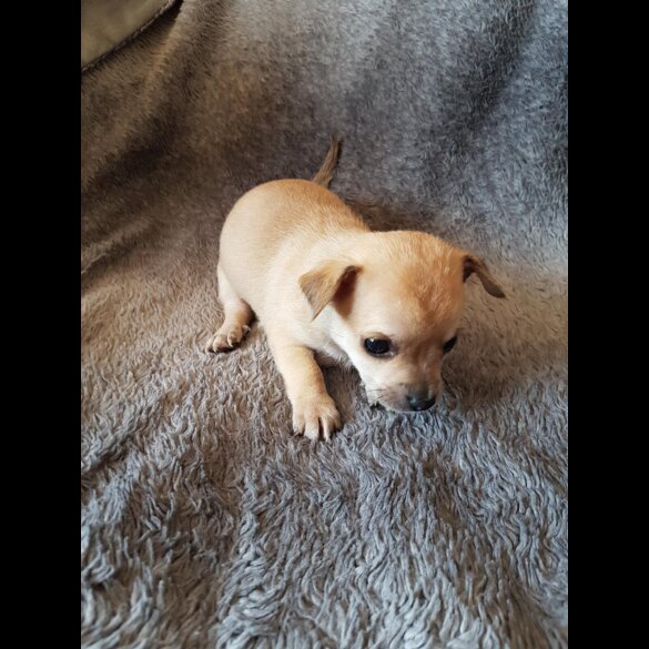Chihuahua - Both