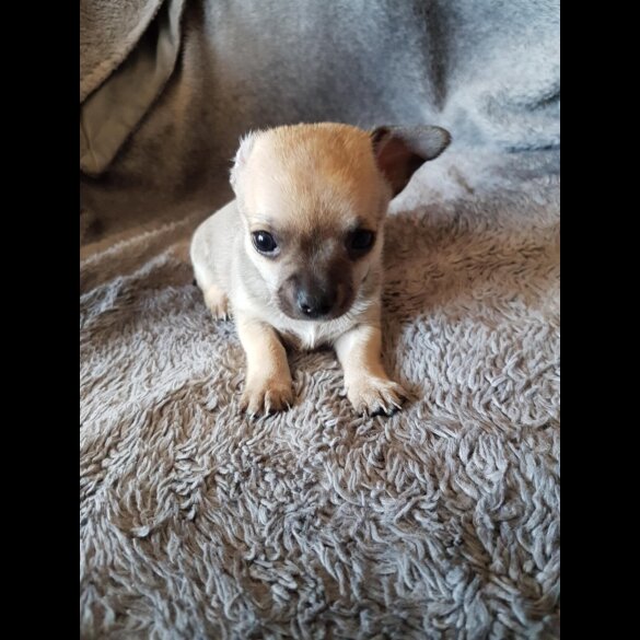 Chihuahua - Both