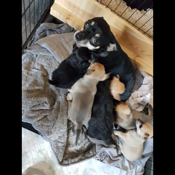 Chihuahua - Both