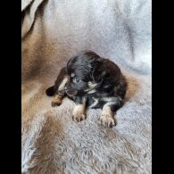 Chihuahua - Both