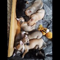 Chihuahua - Both
