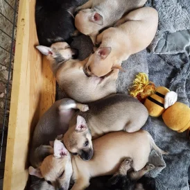 Chihuahua - Both