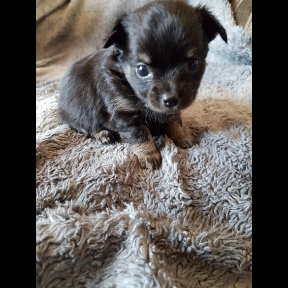 Chihuahua - Both