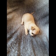 Chihuahua - Both