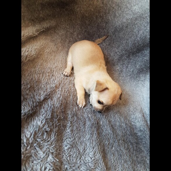 Chihuahua - Both