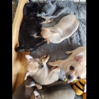 Chihuahua - Both