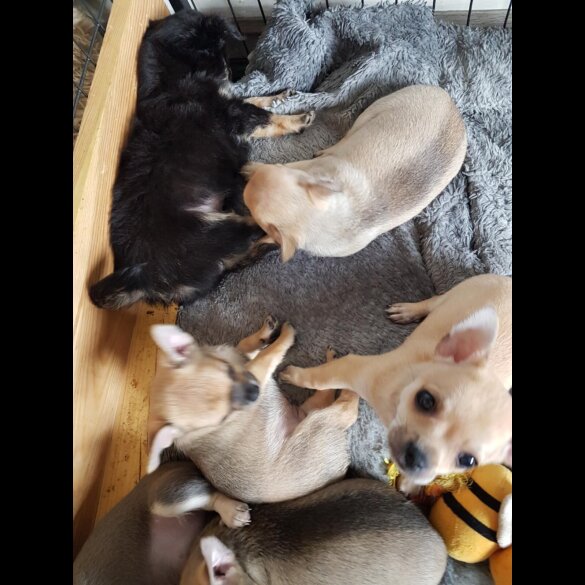 Chihuahua - Both