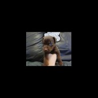 Patterdale Terrier - Dogs