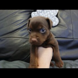 Patterdale Terrier - Dogs