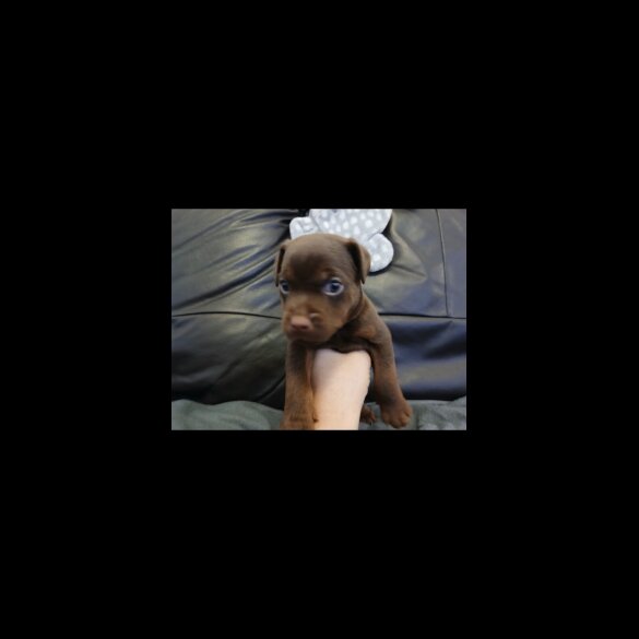 Patterdale Terrier - Dogs