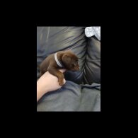 Patterdale Terrier - Dogs