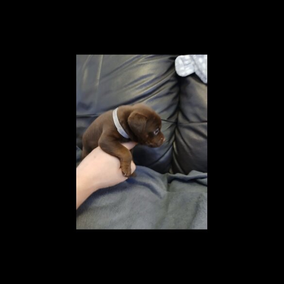 Patterdale Terrier - Dogs