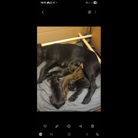 Patterdale Terrier - Dogs