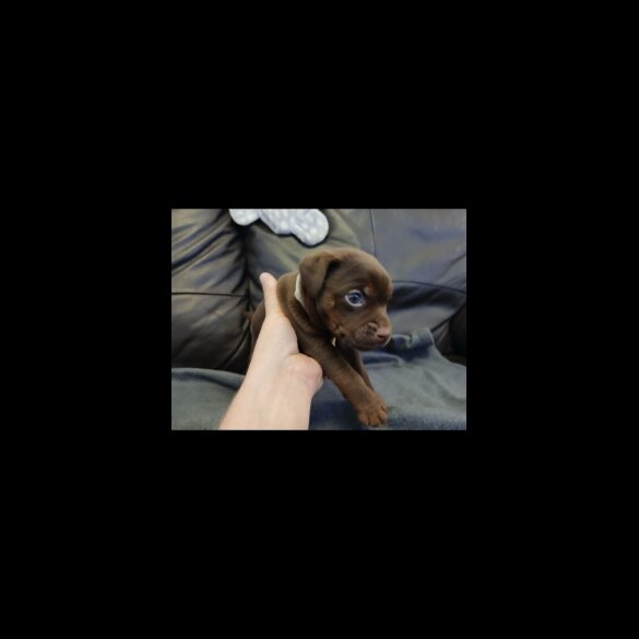 Patterdale Terrier - Dogs