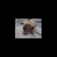 Patterdale Terrier - Dogs