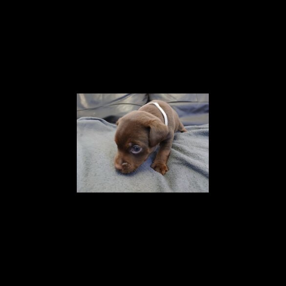 Patterdale Terrier - Dogs