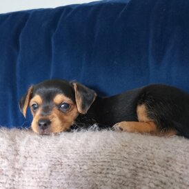 Mixed Breed - Dogs