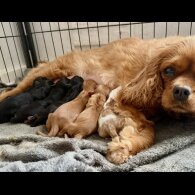 Cavalier King Charles Spaniel - Both