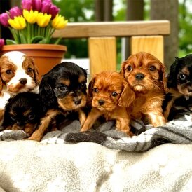 Cavalier King Charles Spaniel - Both