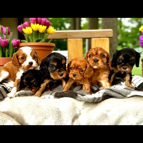 Cavalier King Charles Spaniel - Both
