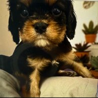 Cavalier King Charles Spaniel - Both