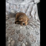 Cocker Spaniel (Working &amp; Show) - Dogs