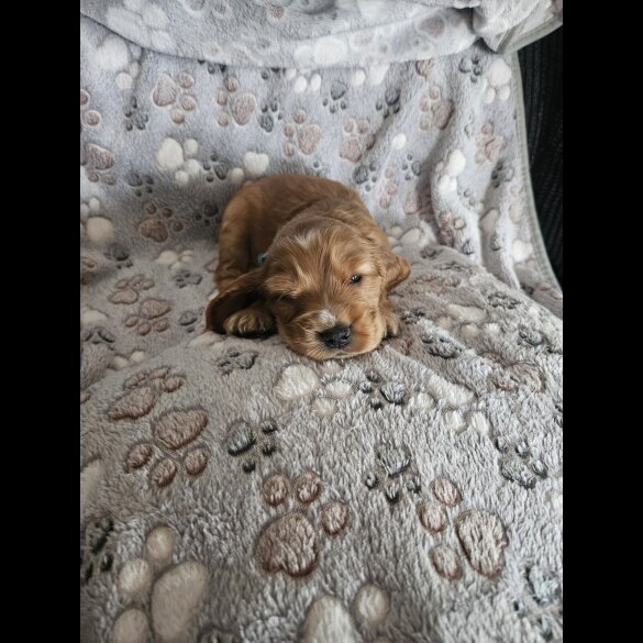Cocker Spaniel (Working &amp; Show) - Dogs