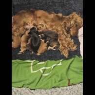 Cocker Spaniel (Working &amp; Show) - Dogs