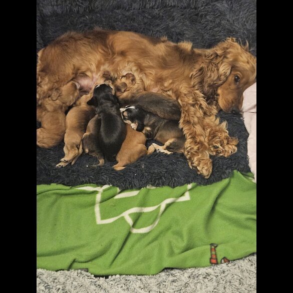Cocker Spaniel (Working &amp; Show) - Dogs
