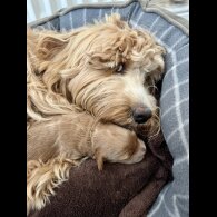 Mixed Breed - Both