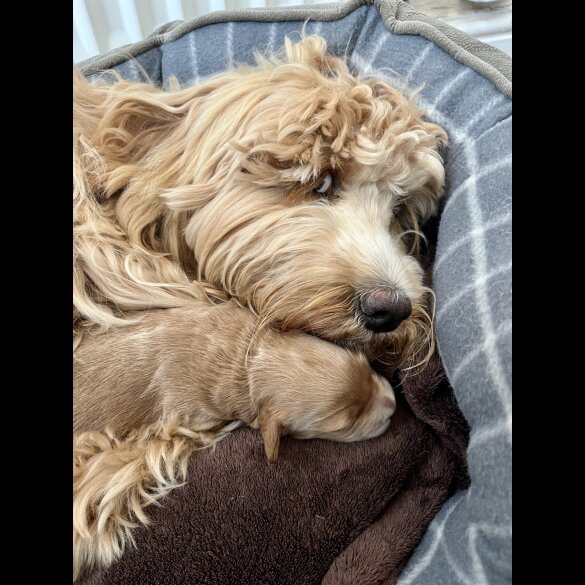 Mixed Breed - Both
