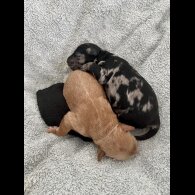 Mixed Breed - Both