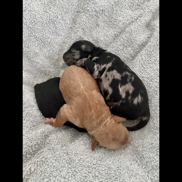 Mixed Breed - Both