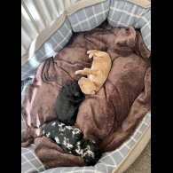 Mixed Breed - Both