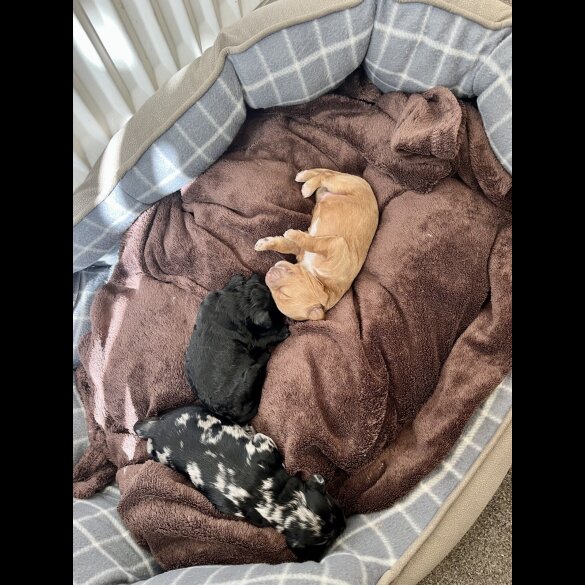 Mixed Breed - Both