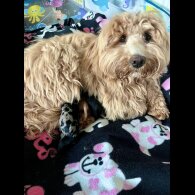Mixed Breed - Both