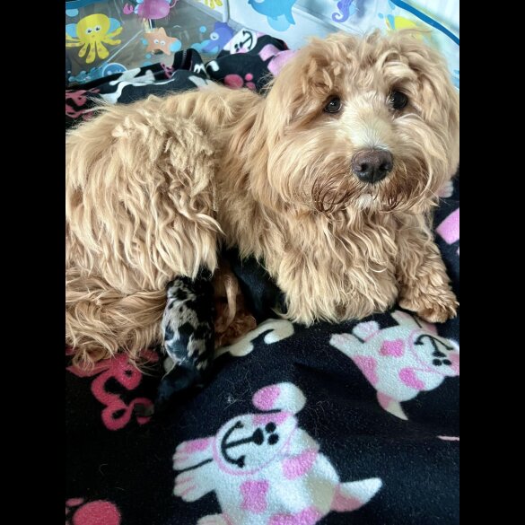 Mixed Breed - Both