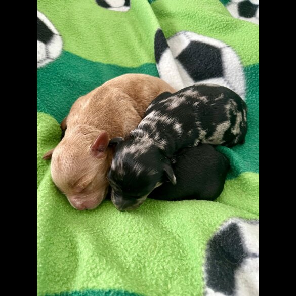 Mixed Breed - Both