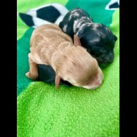 Mixed Breed - Both